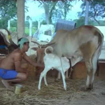 Azhagi Nee Perazhagi Lyrics — Enga Ooru Pattukaran